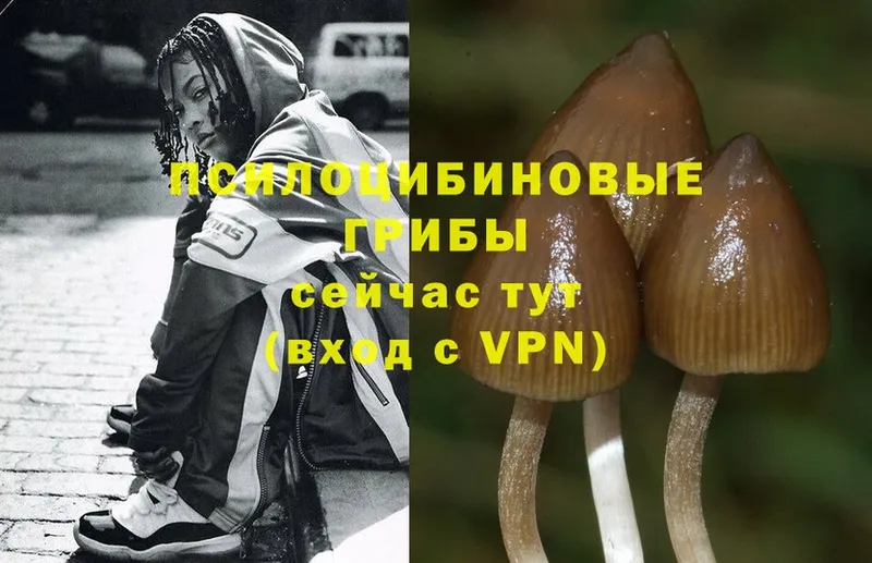 Псилоцибиновые грибы MAGIC MUSHROOMS  что такое наркотик  Ковдор 